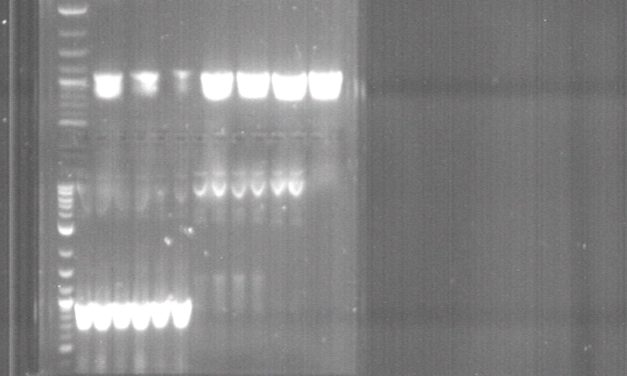 Die Täuschung mit den Corona-PCR-Tests